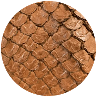 Pirarucu - Âmbar